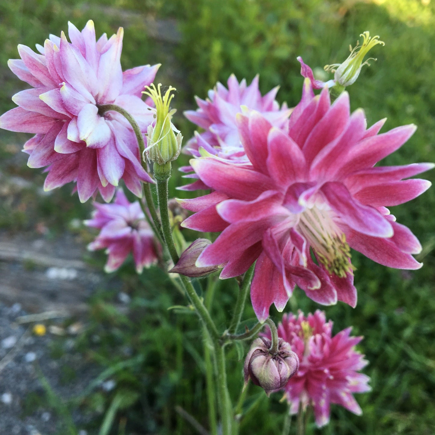 AQUILEGIA NORA BARLOW Le Jardin Mellifere