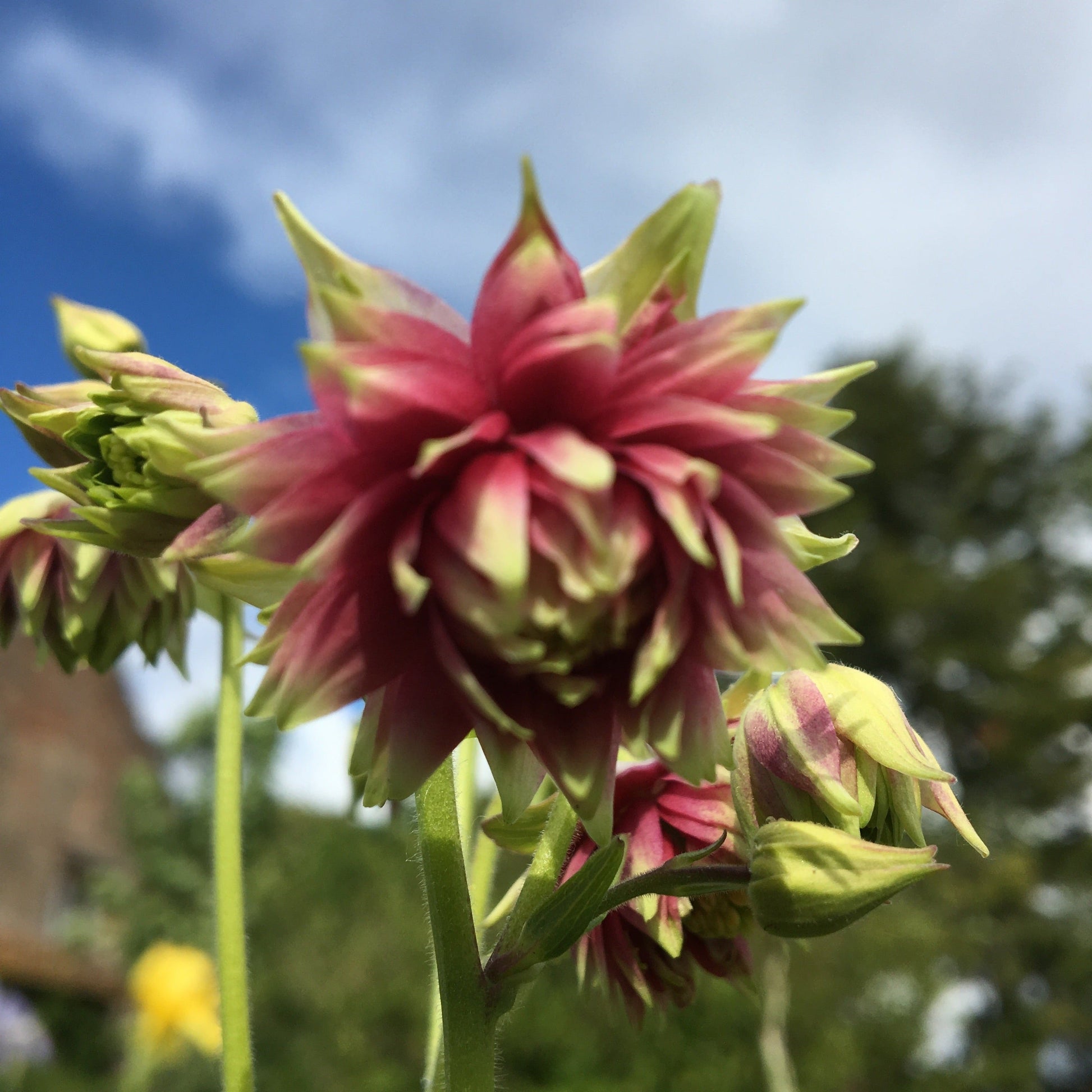 AQUILEGIA NORA BARLOW Le Jardin Mellifere