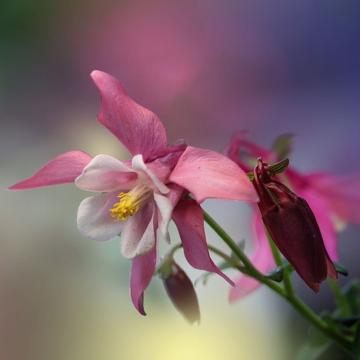 AQUILEGIA ROSE QUEEN Le Jardin Mellifere