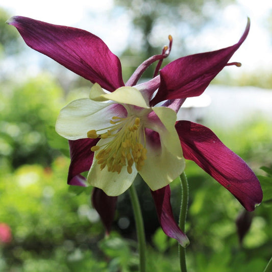 AQUILEGIA X HYBRIDA "RED STAR" Le Jardin Mellifere