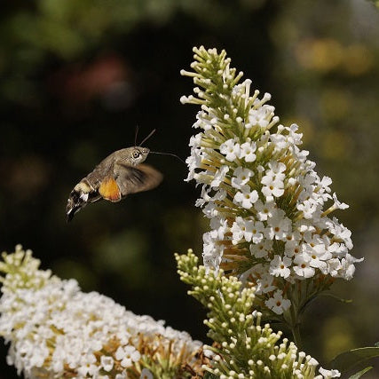 BUDDLEIA BLANC