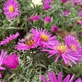 ASTER NOVI BELGII Le Jardin Mellifere