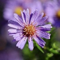 ASTER NOVI BELGII Le Jardin Mellifere