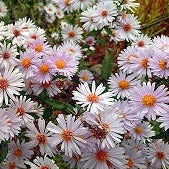 ASTER NOVI BELGII Le Jardin Mellifere