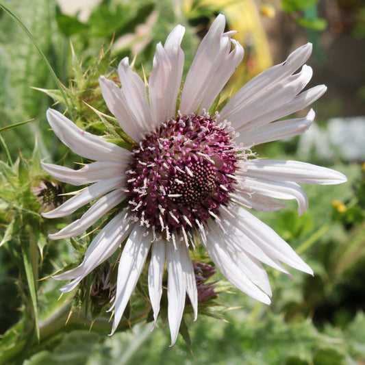 BERKHEYA SILVER STRIKES Le Jardin Mellifere