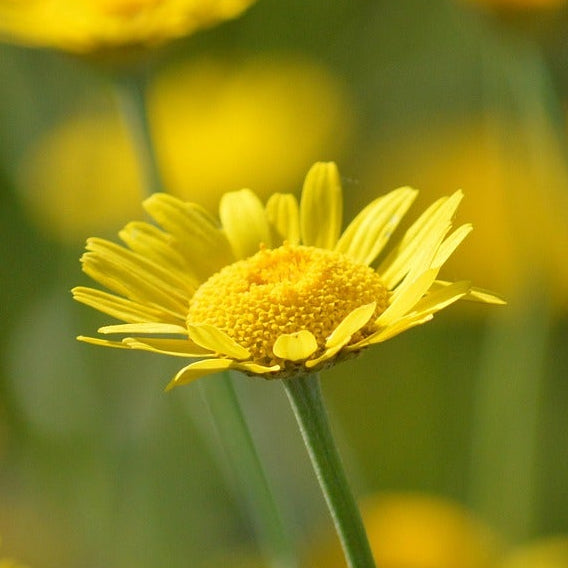 CAMOMILLE DES TEINTURIERS (Cota tinctoria)