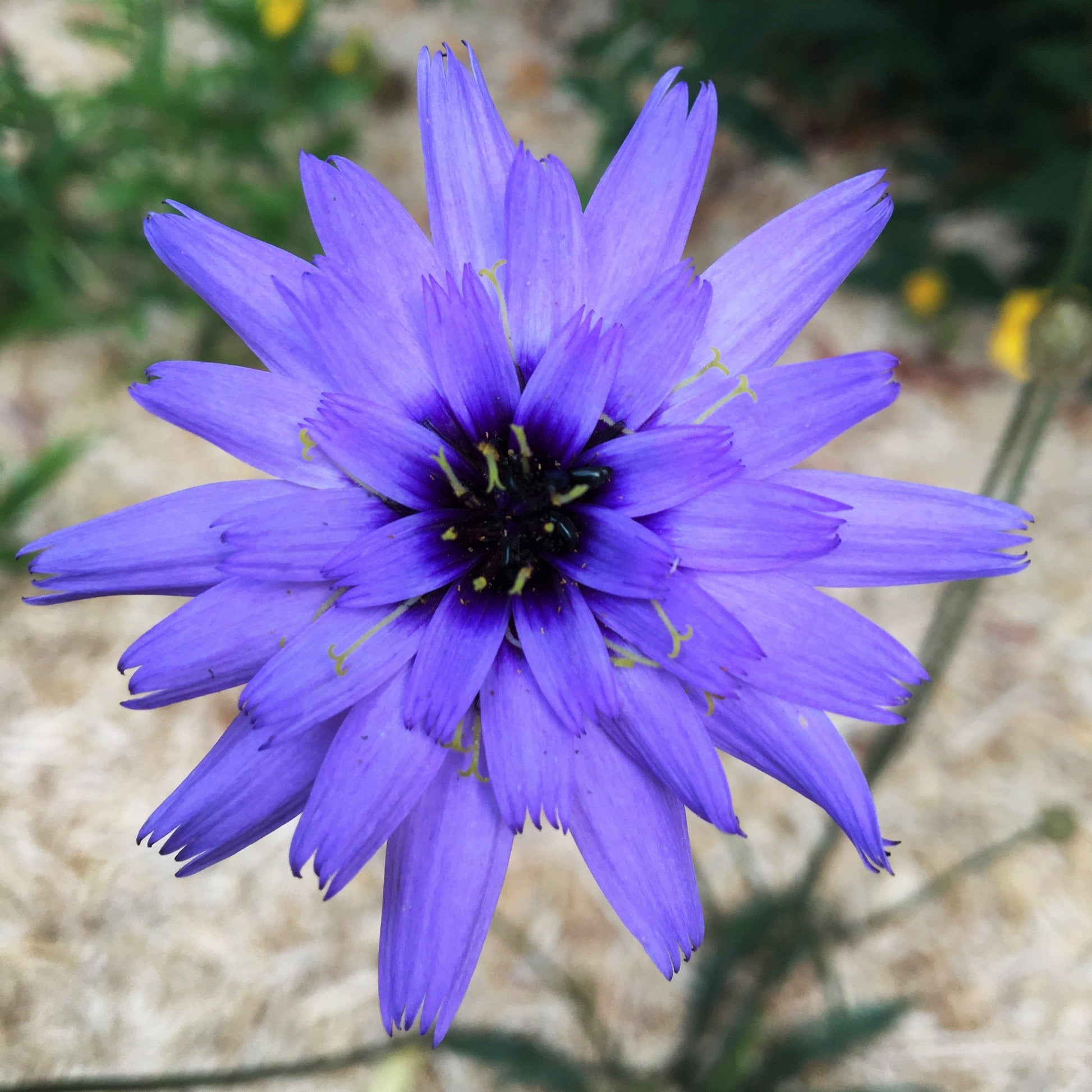 CATANANCHE CAERULEA Le Jardin Mellifere