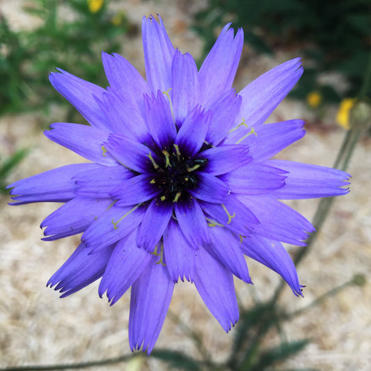 CATANANCHE CAERULEA Le Jardin Mellifere