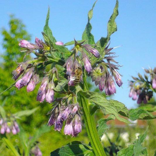 CONSOUDE OFFICINALE Le Jardin Mellifere