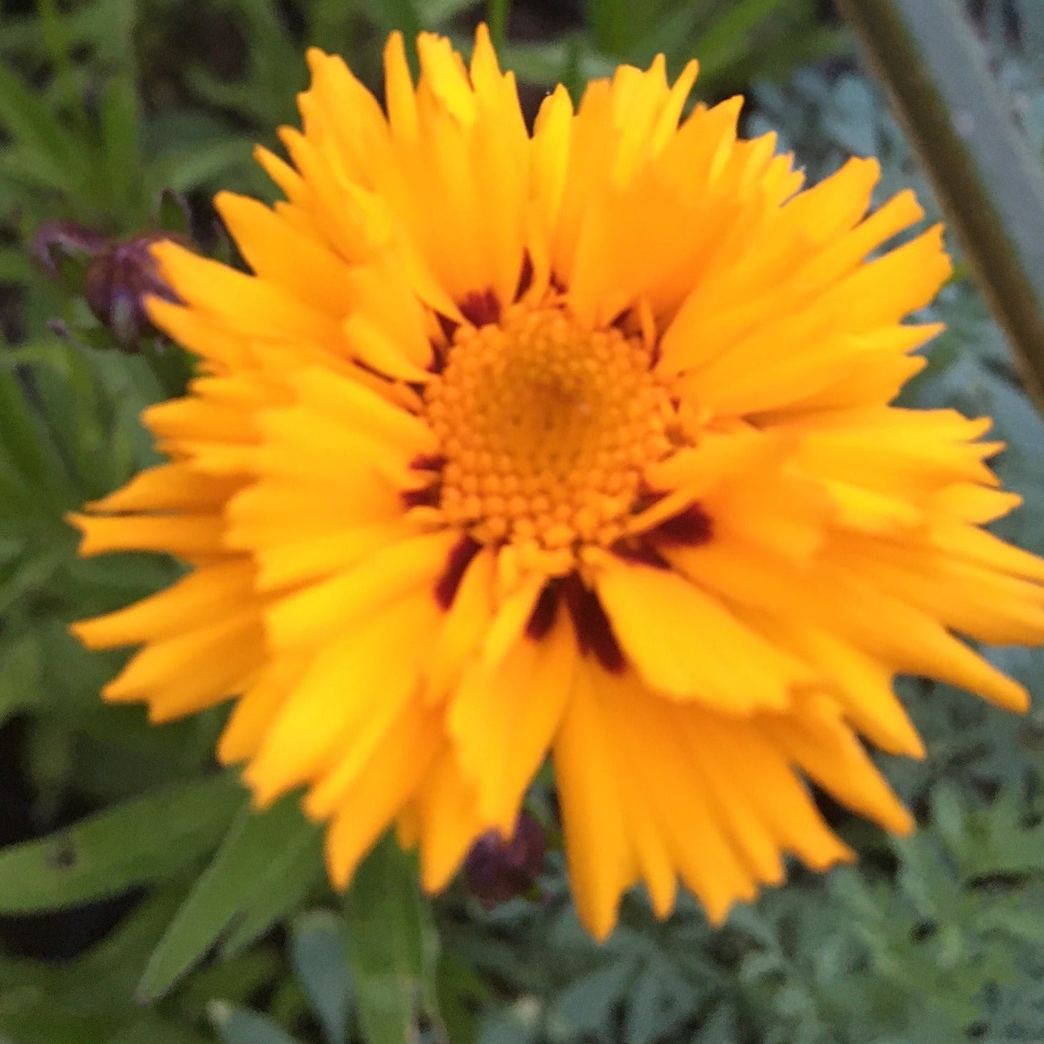 COREOPSIS GRANDIFLORA SUNFIRE Le Jardin Mellifere