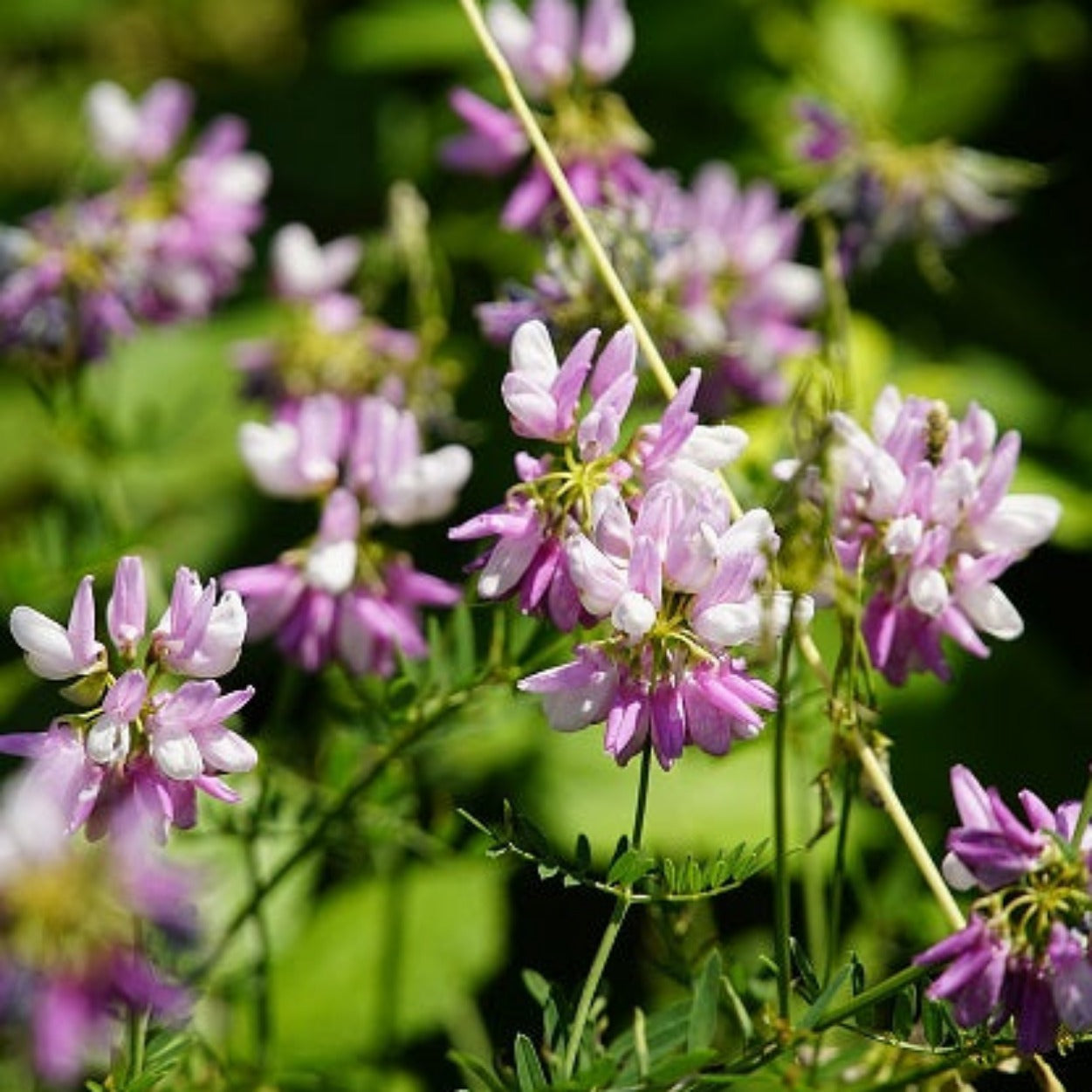 CORONILLE BIGAREE Le Jardin Mellifere
