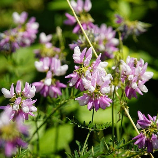 CORONILLE BIGAREE Le Jardin Mellifere