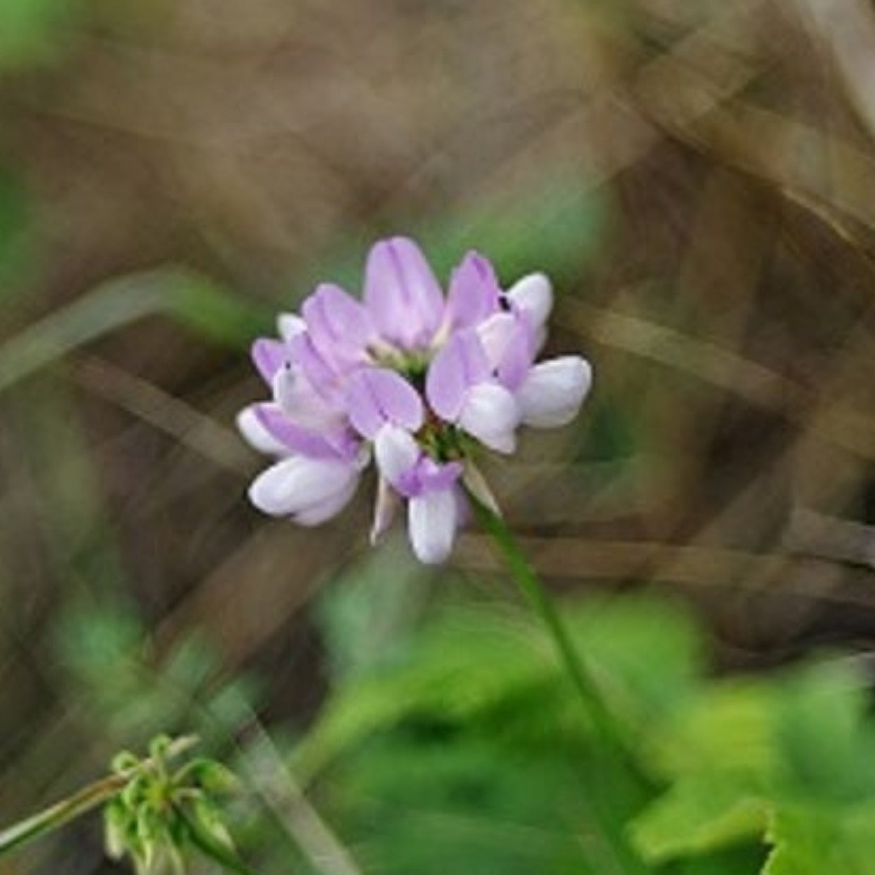 CORONILLE BIGAREE Le Jardin Mellifere