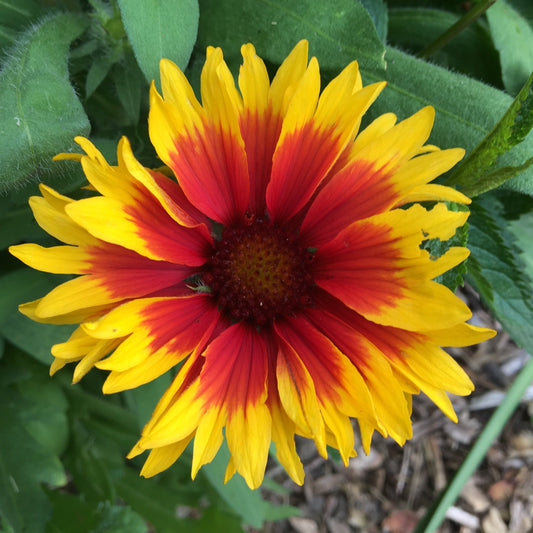GAILLARDE Le Jardin Mellifere