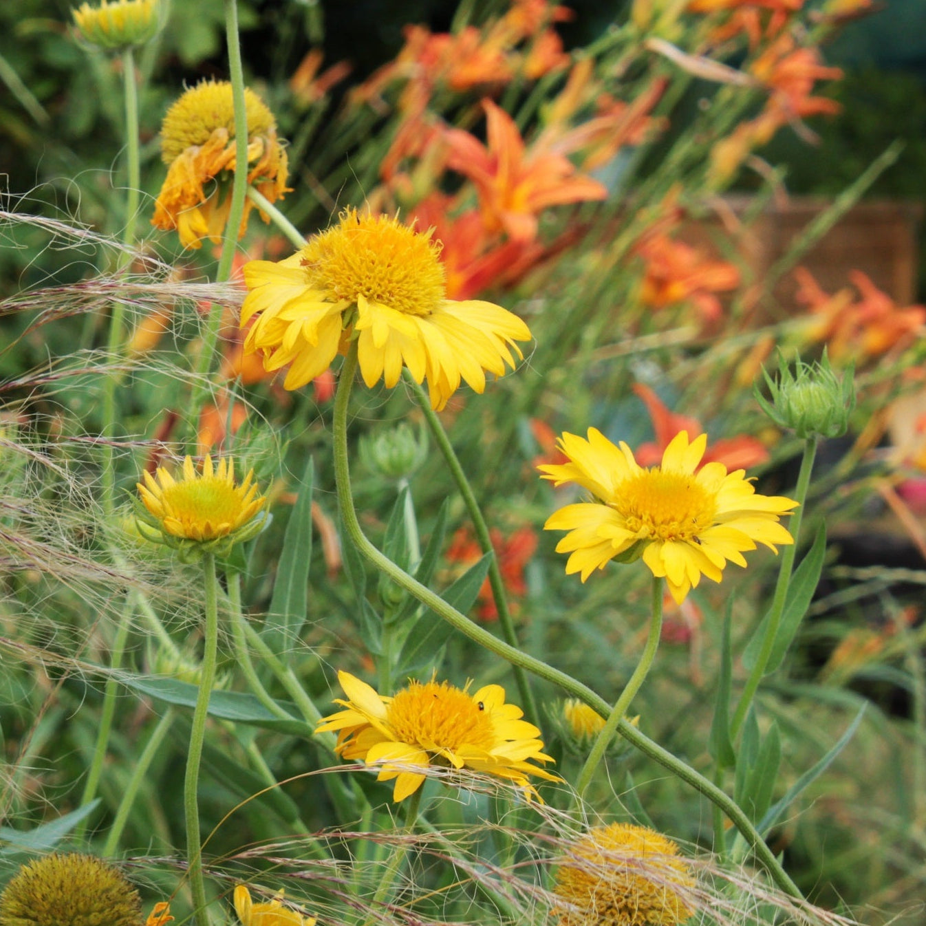 GAILLARDE "Chloe"
