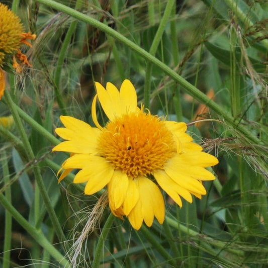 GAILLARDE "Chloe"