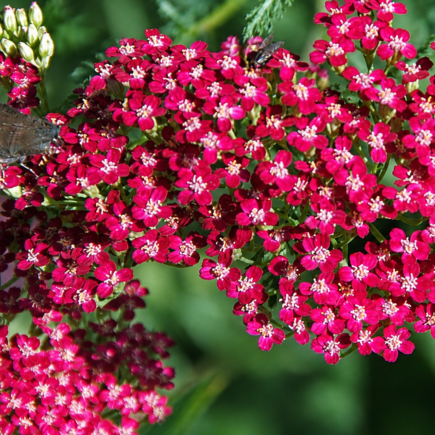 ACHILLÉE MILLEFEUILLE ‘CASSIS’