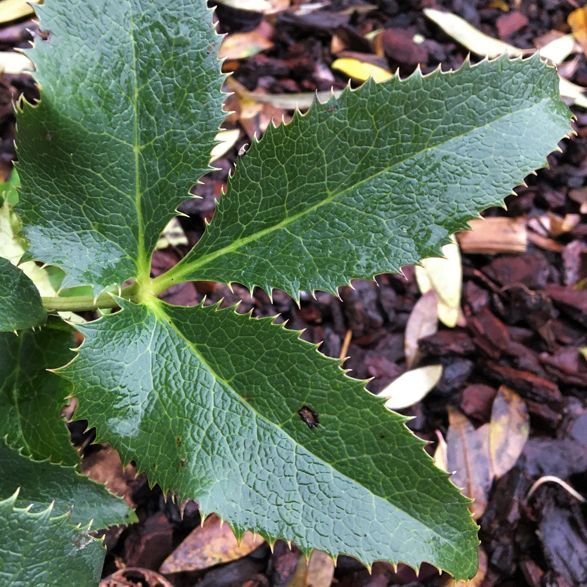 HELLÉBORE DE CORSE (Helleborus argutifolius)