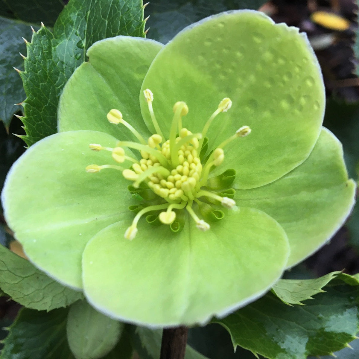 HELLÉBORE DE CORSE (Helleborus argutifolius)