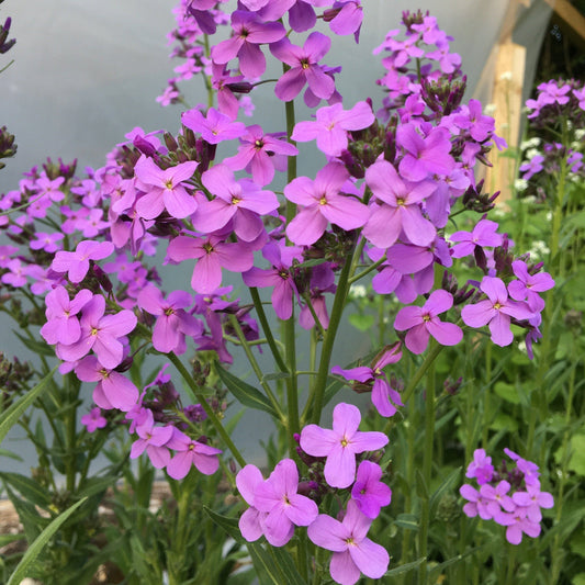 HESPERIS MATRONALIS « JULIENNE DES DAMES » Le Jardin Mellifere