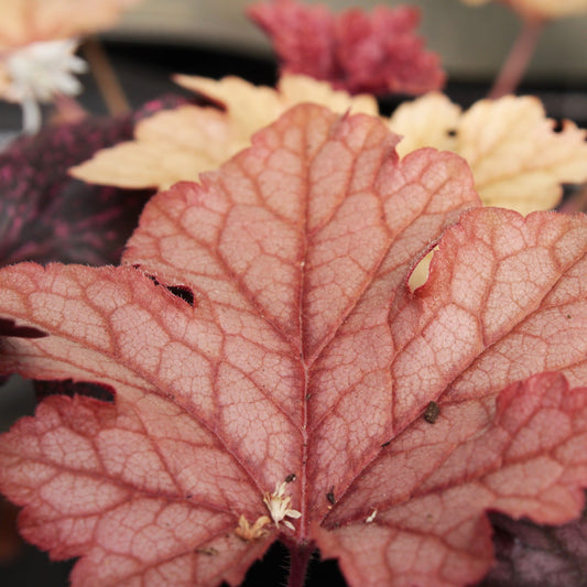 HEUCHERE HONEY ROSE Le Jardin Mellifere