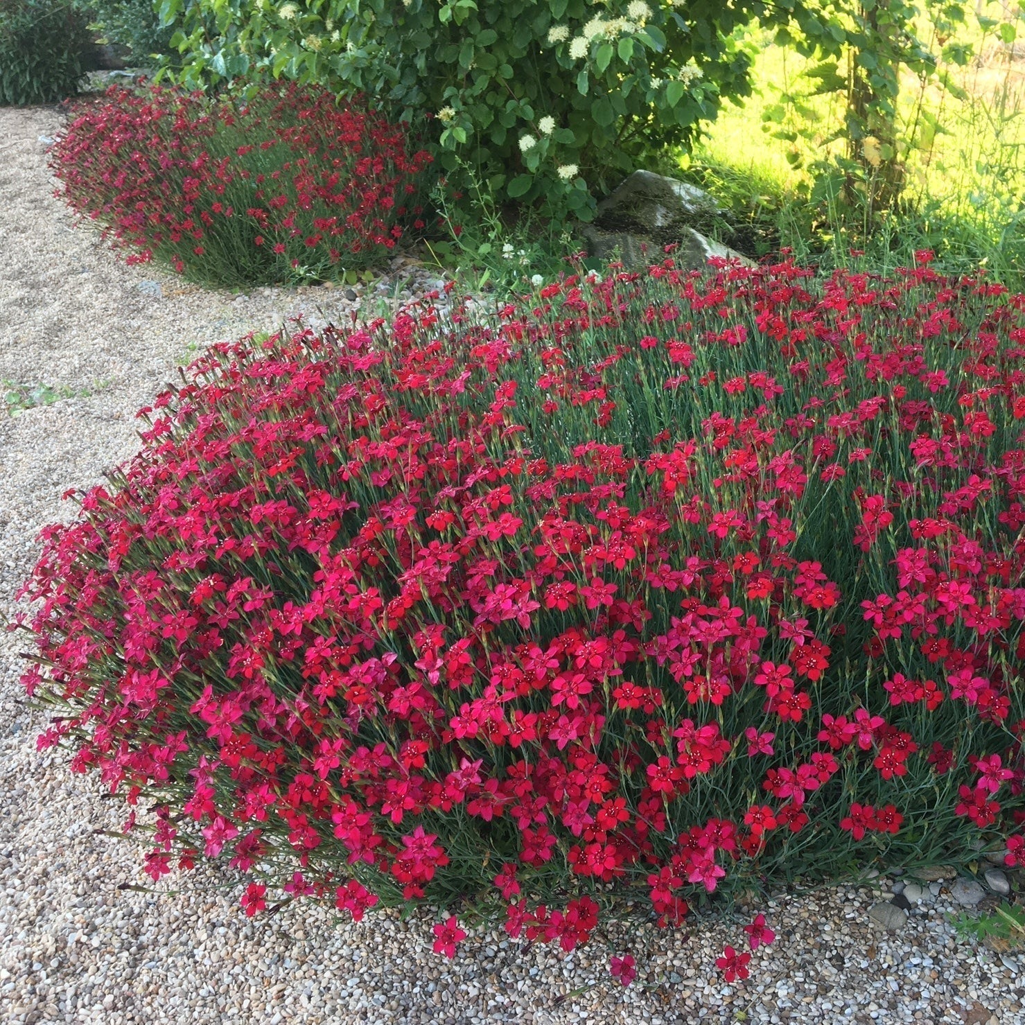 ŒILLET DELTA ROUGE Le Jardin Mellifere