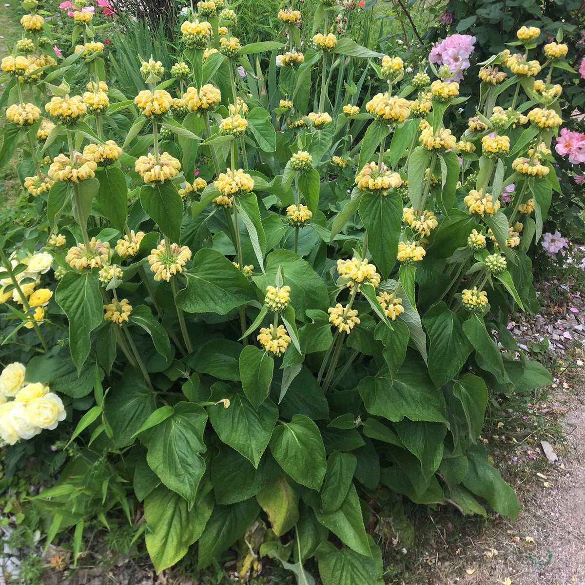 PHLOMIS DE RUSSEL (Phlomis russeliana)