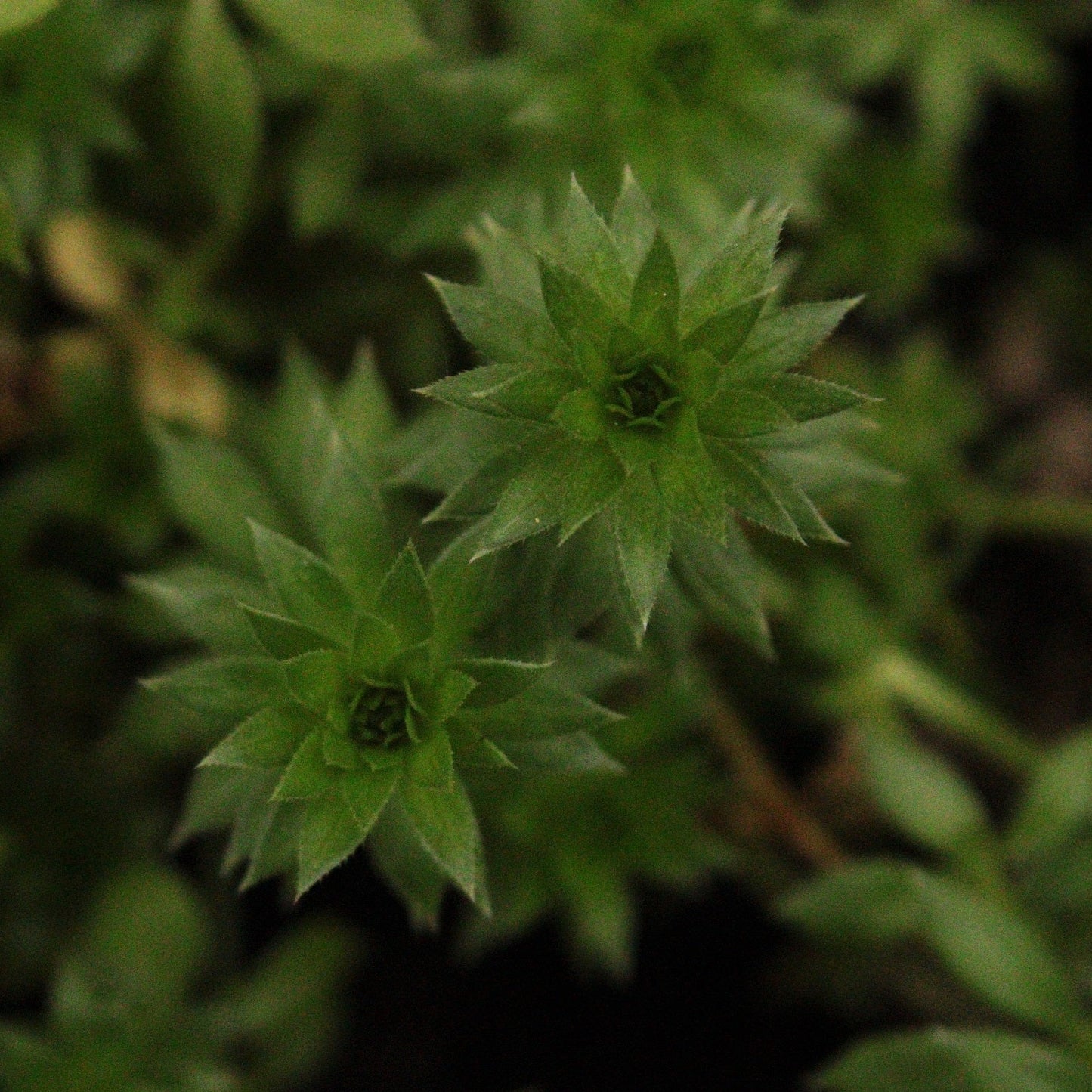 CRUCIANELLA  « PHUOPSIS STYLOSA »»