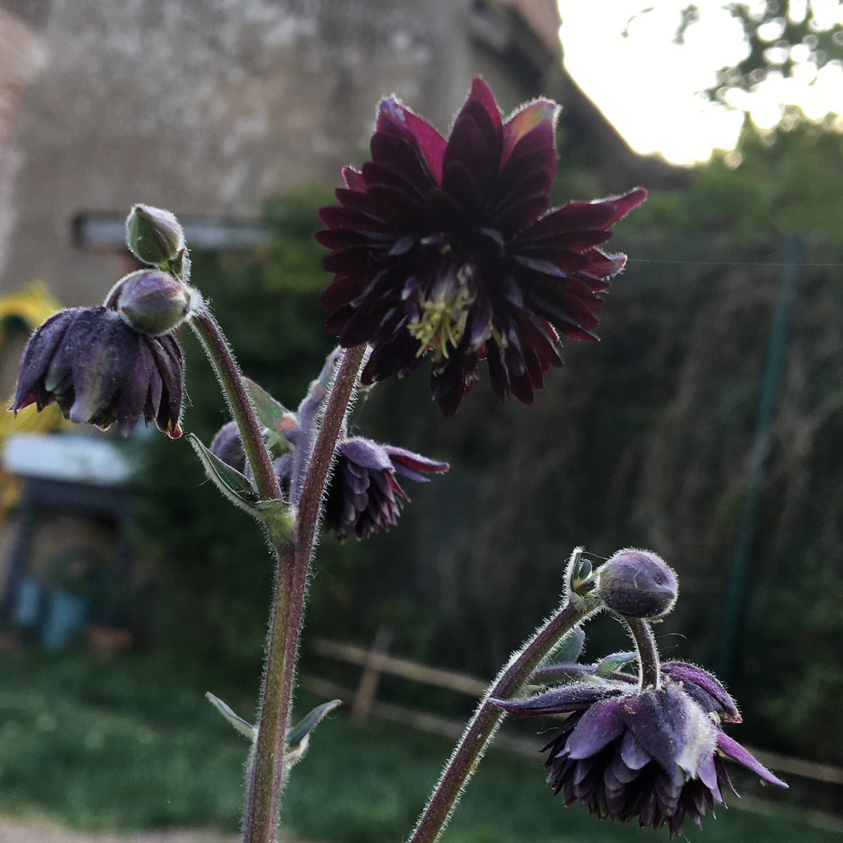 ANCOLIE ‘BLACK BARLOW’ (Aquilegia vulgaris ‘Black Barlow’)