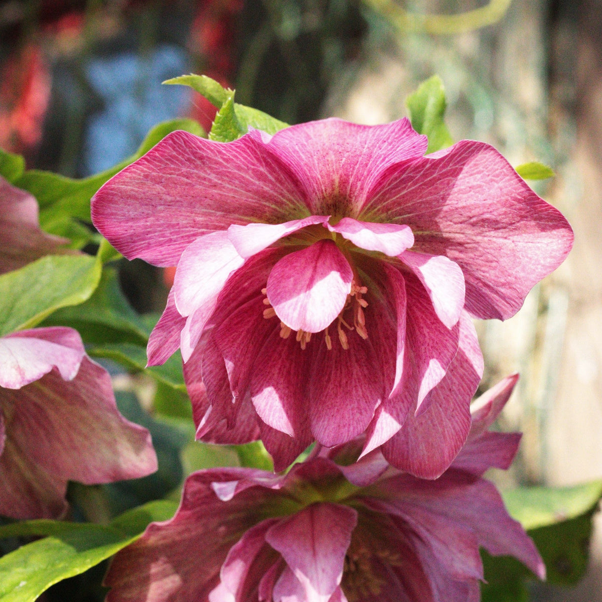 HELLÉBORE DOUBLE ROSE (Helleborus × hybridus)