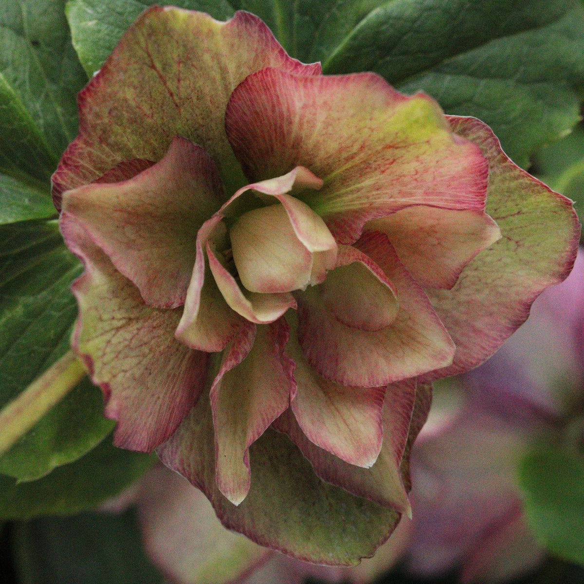 HELLÉBORE DOUBLE ROSE (Helleborus × hybridus)