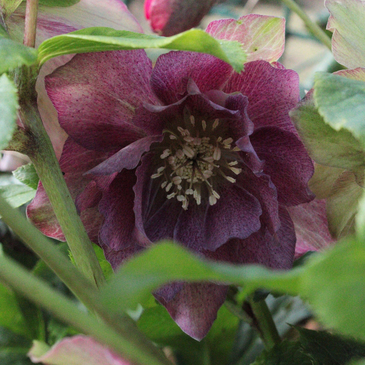 HELLÉBORE DOUBLE ROSE (Helleborus × hybridus)