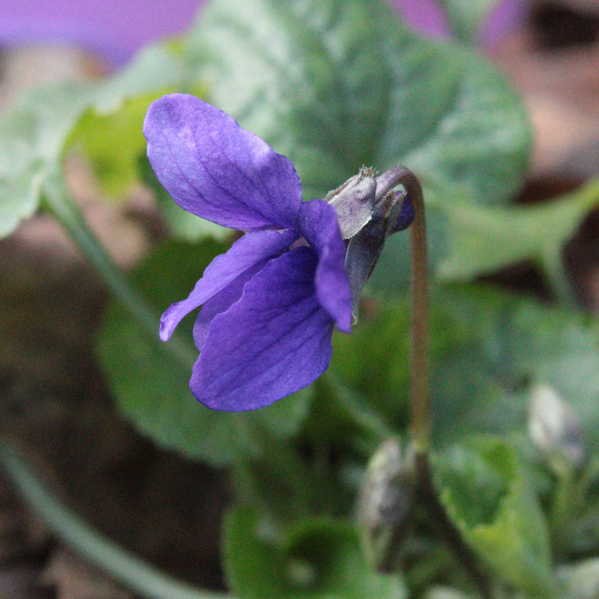 VIOLETTE VIVACE (Viola sororia)