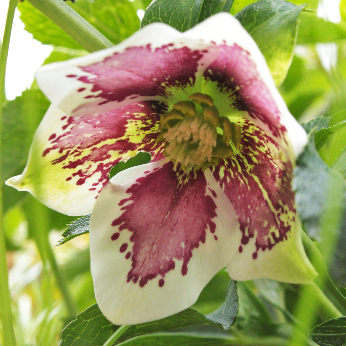 HELLÉBORE ‘SINGLE WHITE BLOTCHED’ (Helleborus × hybridus ‘Single White Blotched’)