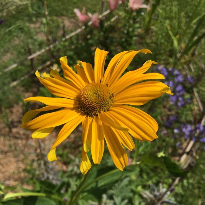 HÉLIOPSIS RUGUEUX (Heliopsis helianthoides var. scabra)