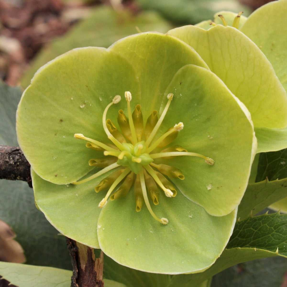 HELLÉBORE DE CORSE (Helleborus argutifolius)