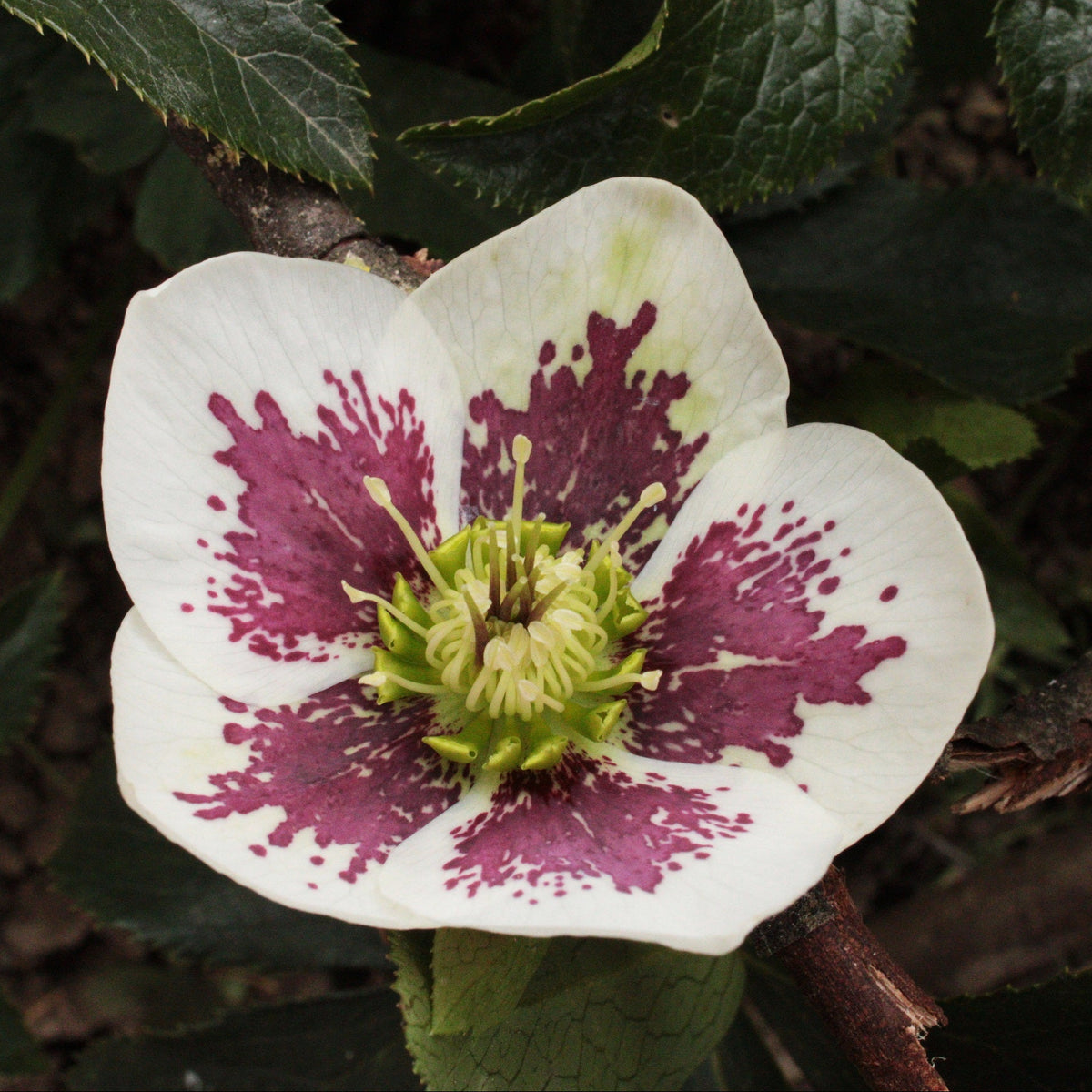 HELLÉBORE ‘SINGLE WHITE BLOTCHED’ (Helleborus × hybridus ‘Single White Blotched’)
