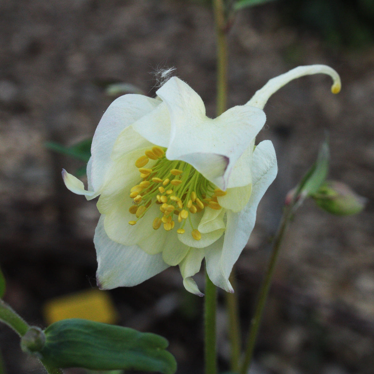 ANCOLIE ‘SNOW QUEEN’ (Aquilegia ‘Snow Queen’)