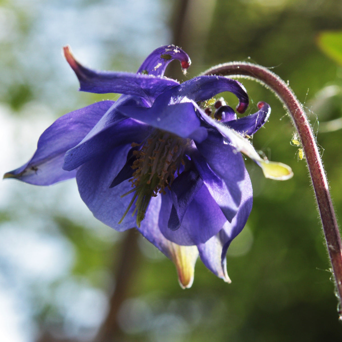 ANCOLIE BLEUE (Aquilegia vulgaris)