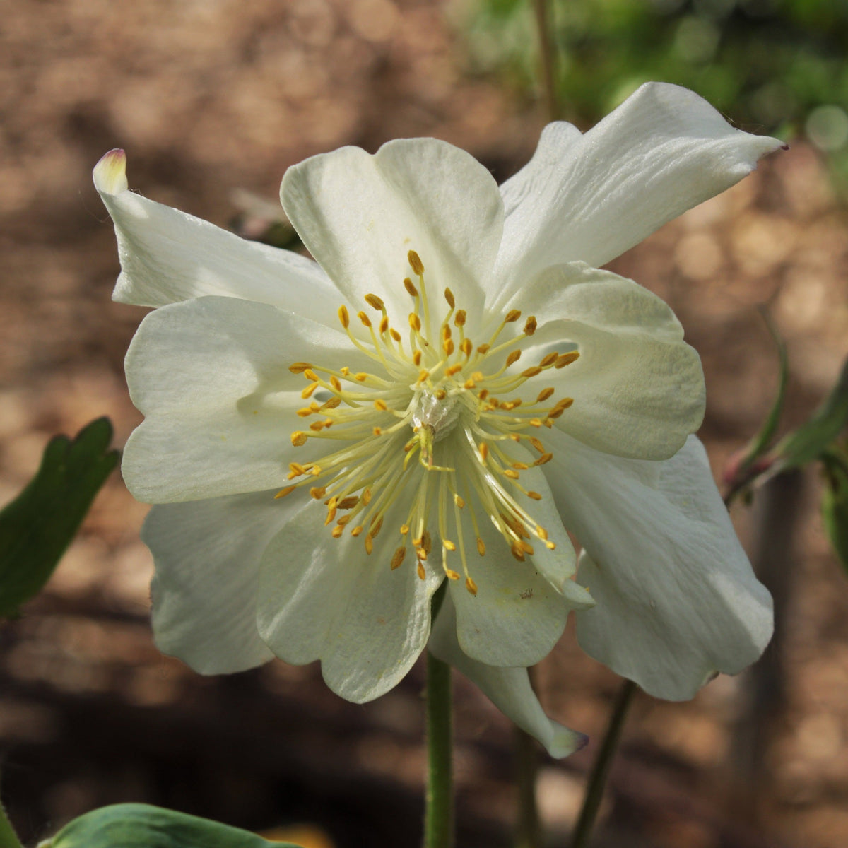 ANCOLIE ‘SNOW QUEEN’ (Aquilegia ‘Snow Queen’)