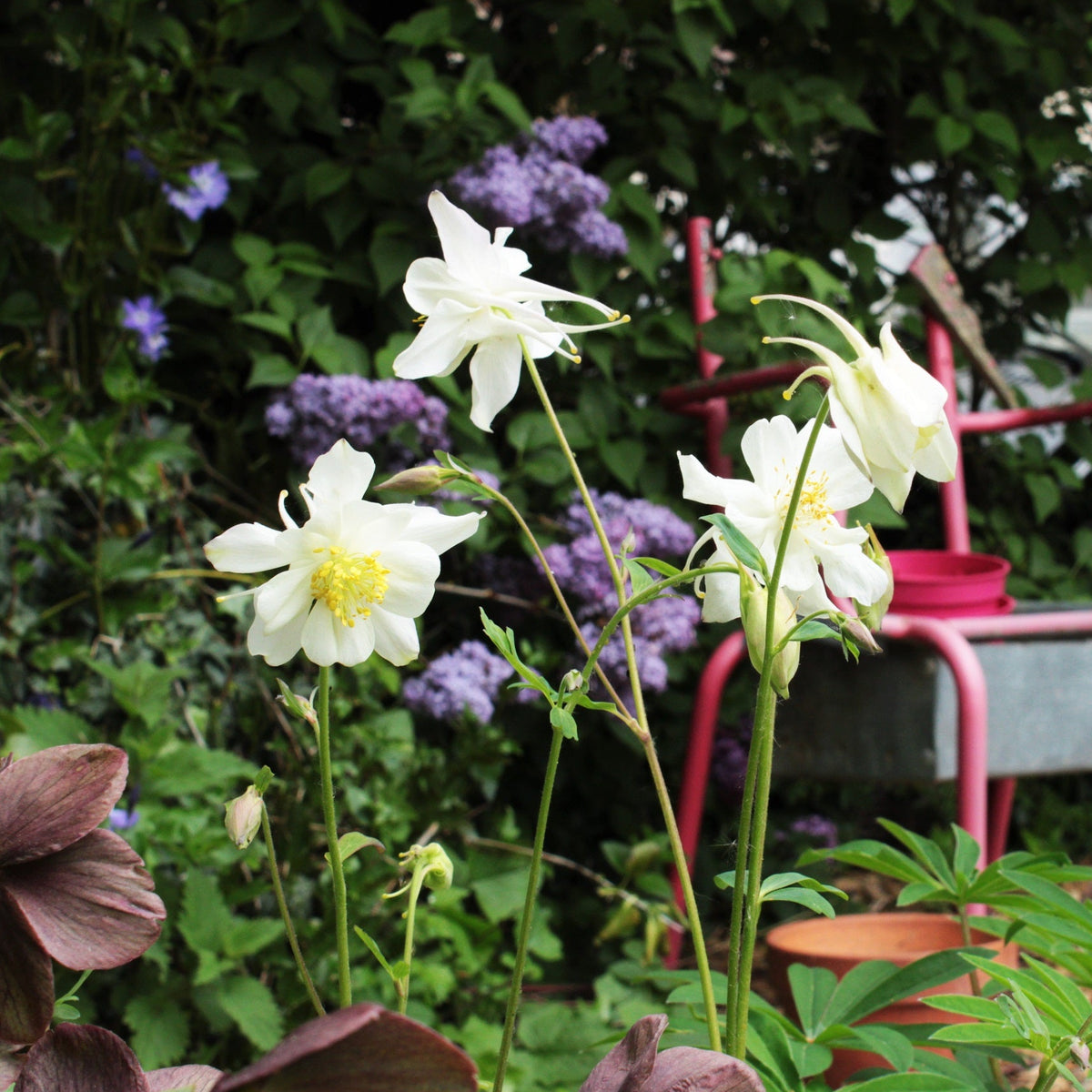 ANCOLIE ‘SNOW QUEEN’ (Aquilegia ‘Snow Queen’)