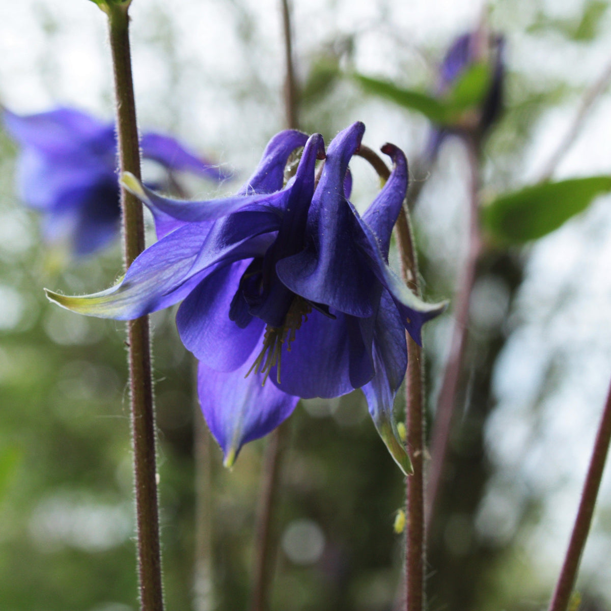 ANCOLIE BLEUE (Aquilegia vulgaris)
