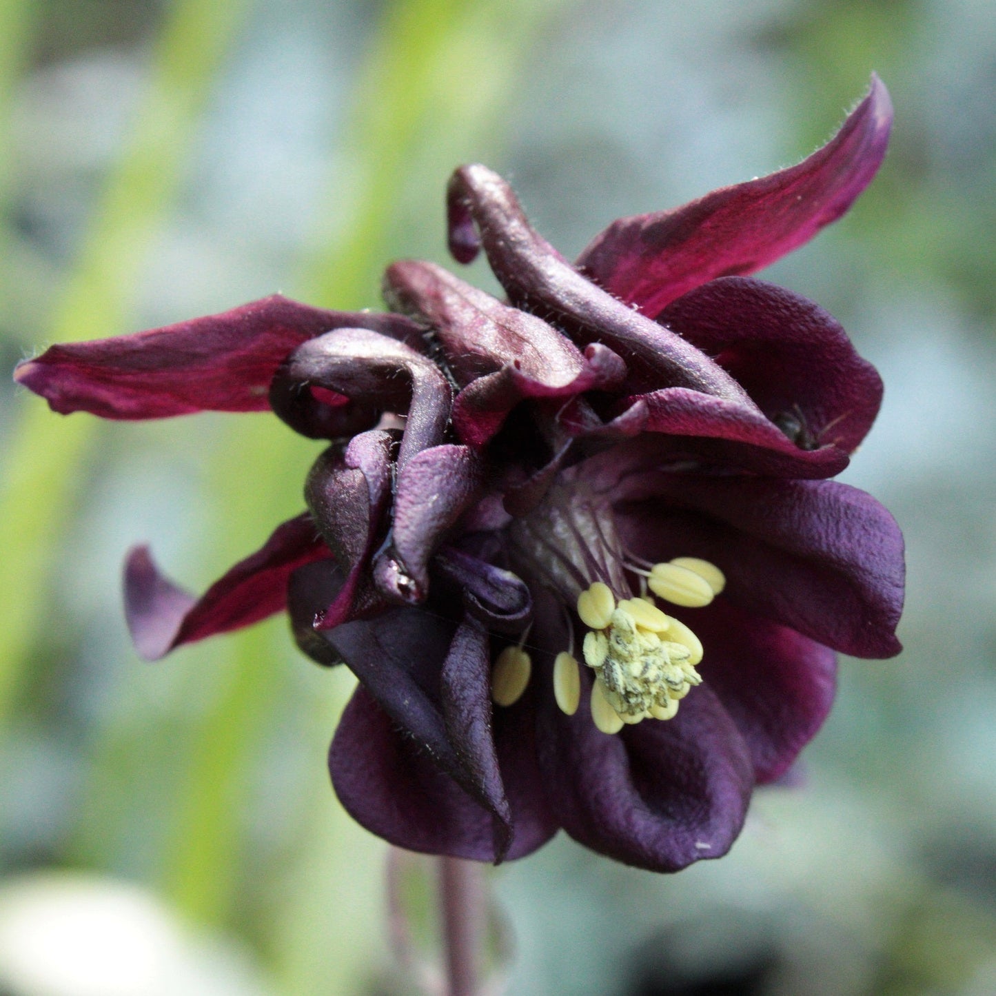AQUILEGIA VULGARIS A FLEUR DOUBLE EN MELANGE DE COLORIS