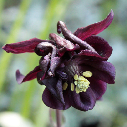 AQUILEGIA VULGARIS A FLEUR DOUBLE EN MELANGE DE COLORIS