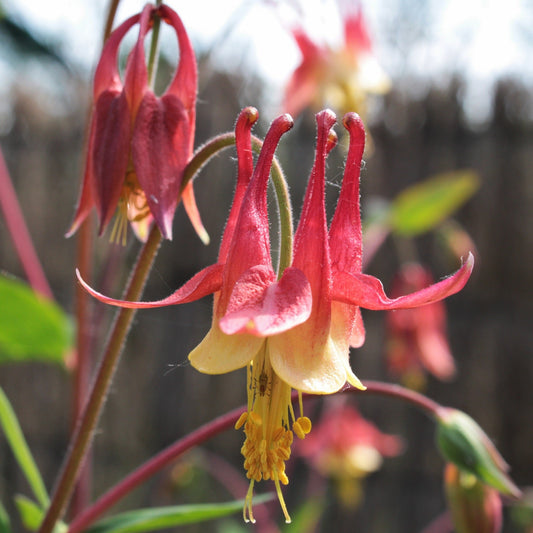 AQUILEGIA CANADENSIS