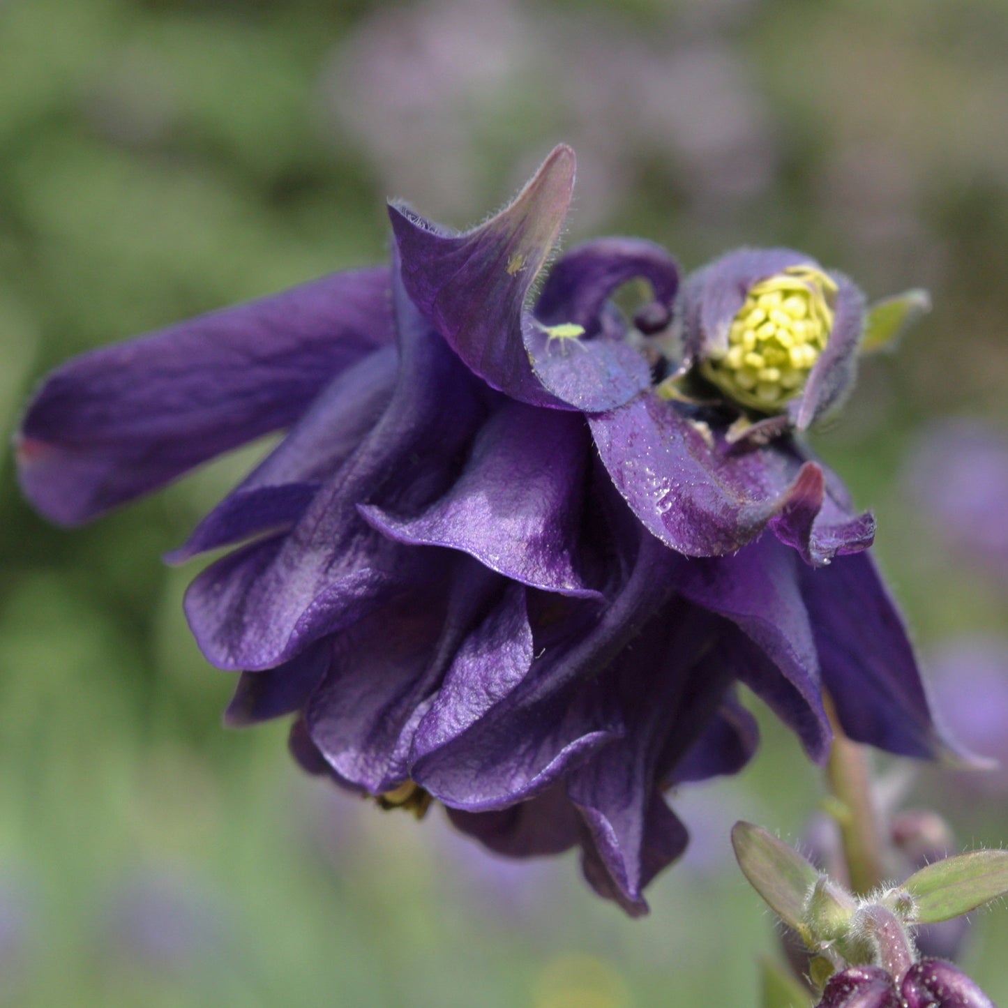 AQUILEGIA VULGARIS A FLEUR DOUBLE EN MELANGE DE COLORIS
