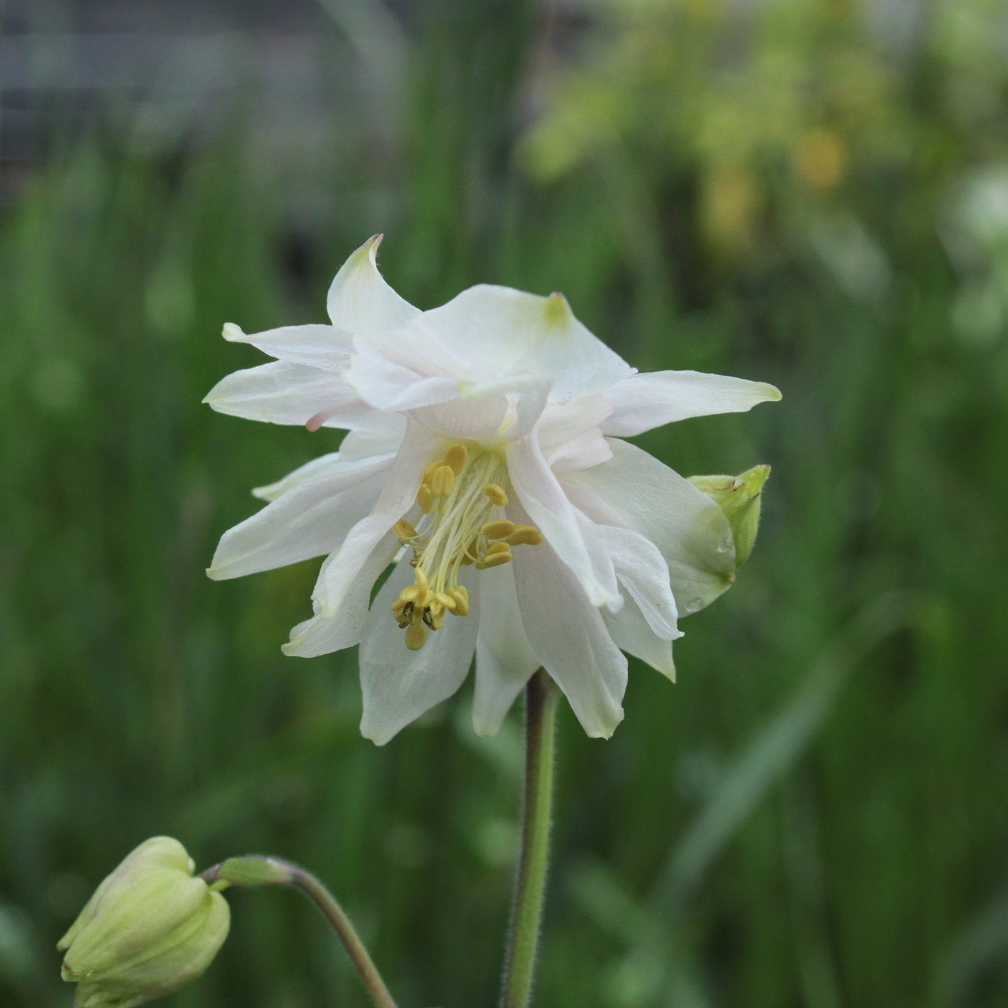 AQUILEGIA VULGARIS A FLEUR DOUBLE EN MELANGE DE COLORIS