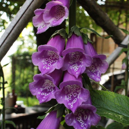 DIGITALE POURPRE (Digitalis purpurea)