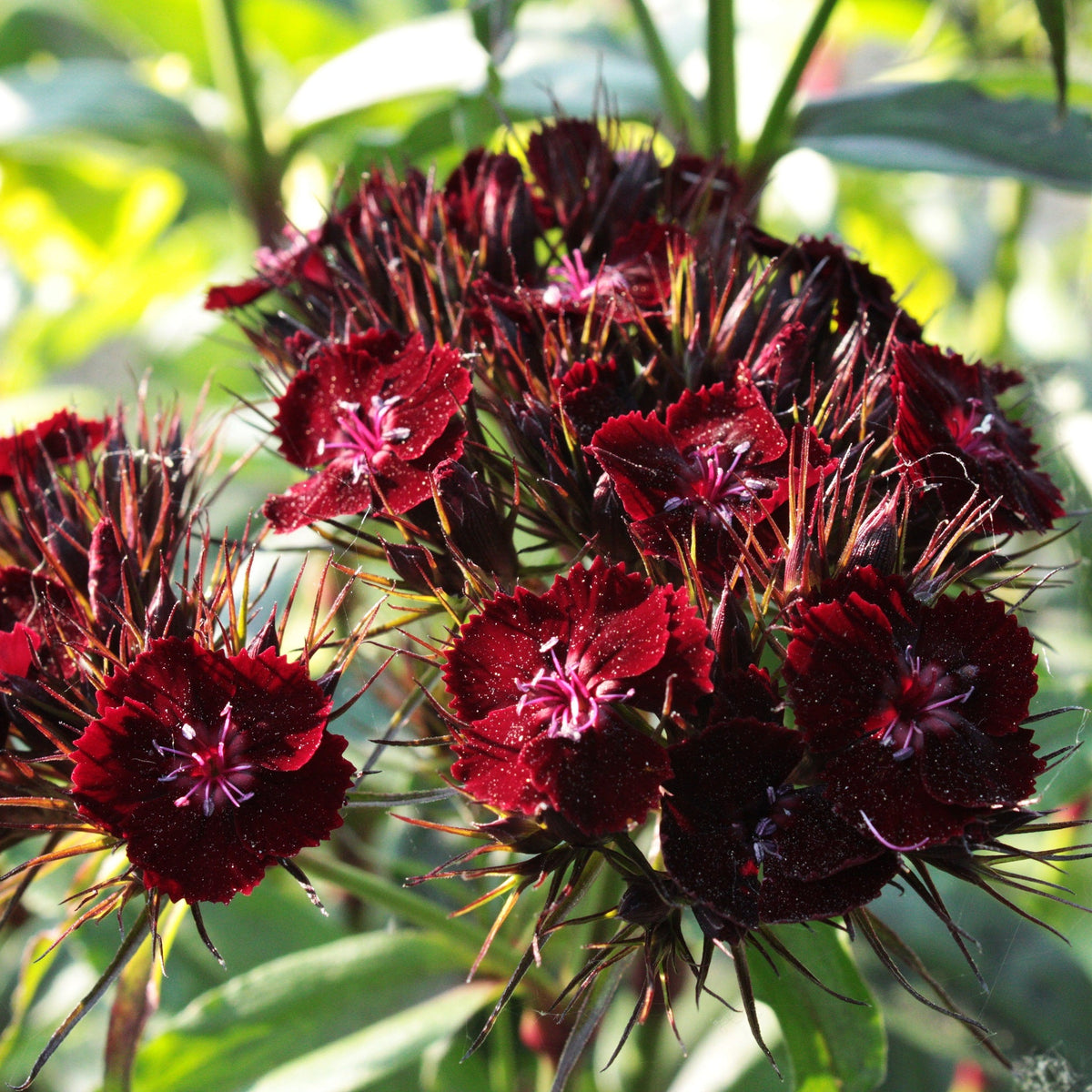 ŒILLET DE POÈTE ‘SOOTY’ (Dianthus barbatus ‘Nigrescens’)