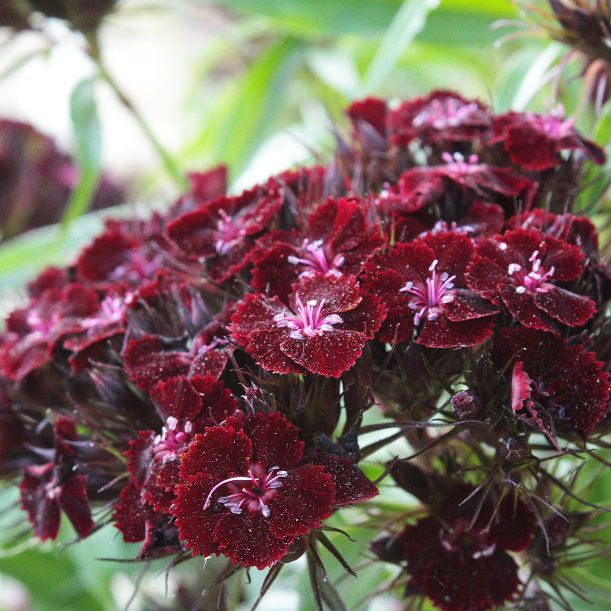 ŒILLET DE POÈTE ‘SOOTY’ (Dianthus barbatus ‘Nigrescens’)